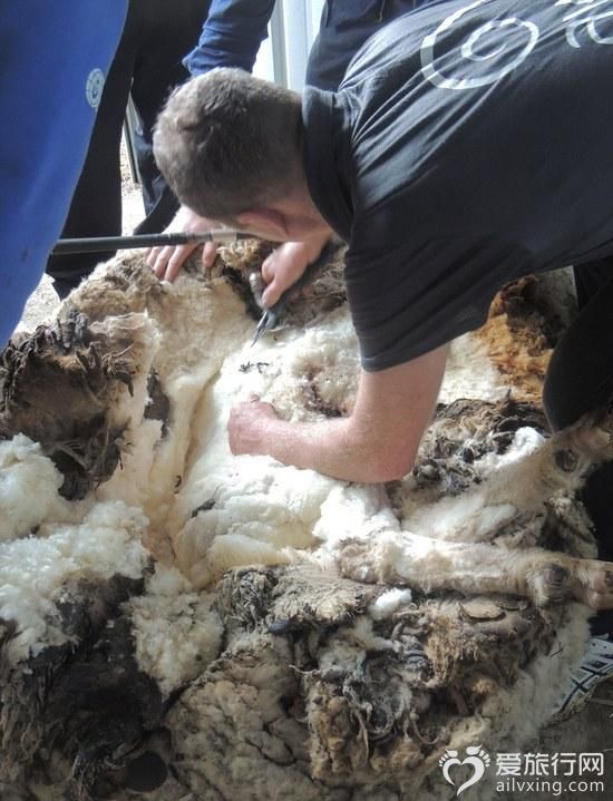 神奇的绵羊正在剪毛