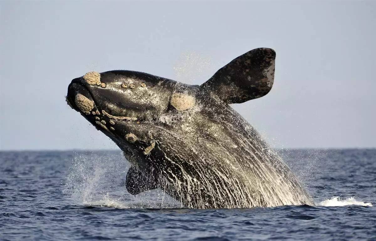 最大鲸鱼图片,最大的巨齿鲨图片,鲸鱼图片大图_大山谷图库