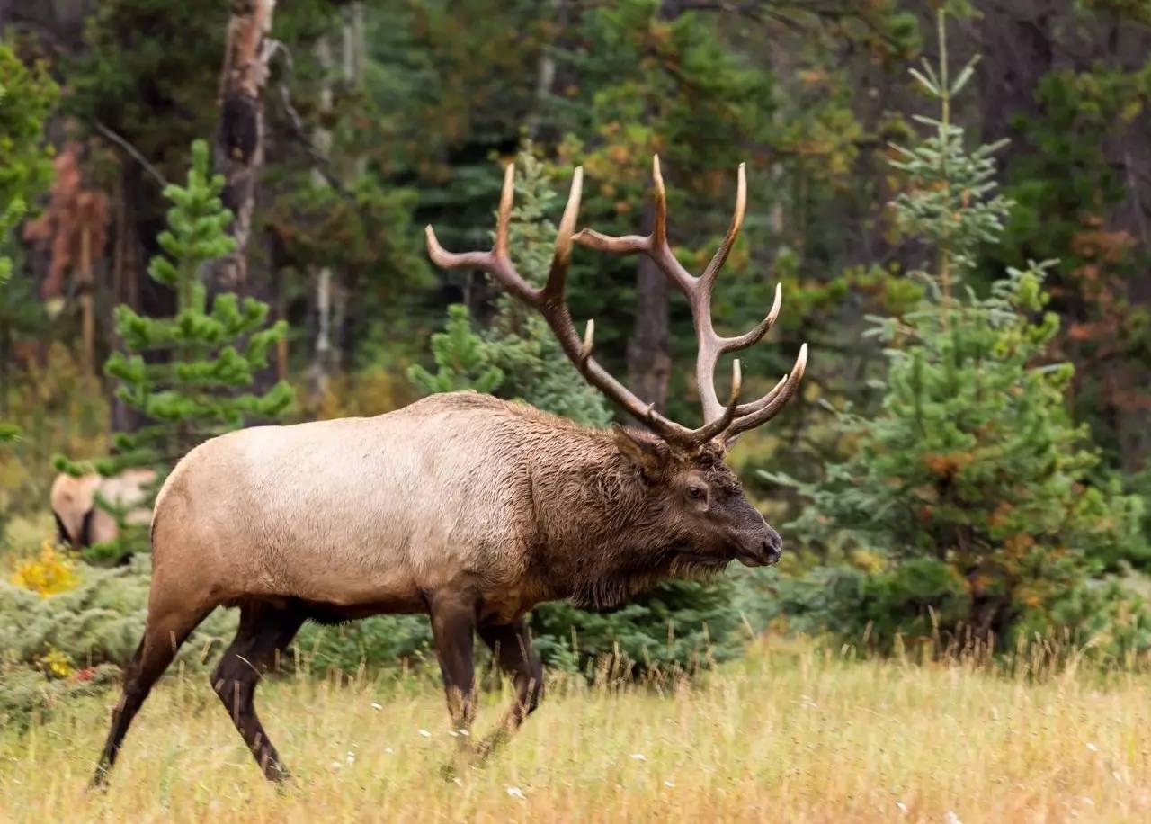 加拿大十条最美自驾线路 不容错过 - 文章阅读